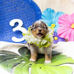 Gill - Blue merle male Australian Shepherd puppy in Eubank, Kentucky from Ashlee's Aussies