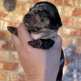 Girl 3 - Dachshund puppy in Deming, New Mexico from FoxieDoxies of New Mexico