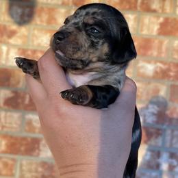 Girl 3 - Dachshund puppy in Deming, New Mexico from FoxieDoxies of New Mexico