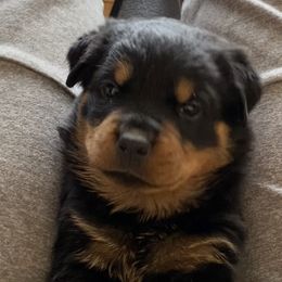 Girl 1 - Jeff - Black and mahogany Rottweiler puppy in Linthicum, Maryland from Of The Saints Kennels