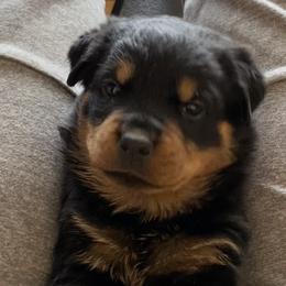 Girl 1 - Jeff - Black and mahogany Rottweiler puppy in Linthicum, Maryland from Of The Saints Kennels