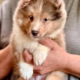 Paxton - Sable merle and white male Shetland Sheepdog puppy in Pleasant Shade, Tennessee from Odyssey Shetland Sheepdogs