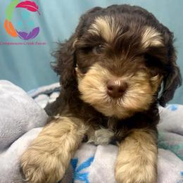 Athos - Chocolate male Labradoodle puppy in Bowman, Georgia from Companion Creek Farm