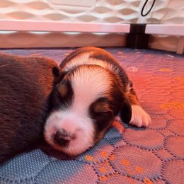 Boy 1 - Black tri male Miniature Australian Shepherd puppy in Arcadia, Indiana from Sunset Cowgirl Mini Aussies