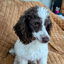 Coco - Poodle