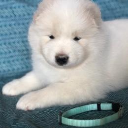 Teal girl - White female Samoyed puppy in Bearcreek, Montana from Morning Star Samoyeds