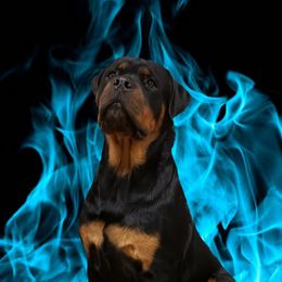 Magnum - Rottweiler
