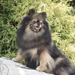 Octavia - Pomeranian
