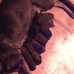 Boy 1 - Black male German Shepherd puppy in Oakland, Oregon from VHM German Shepherds