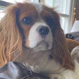 Cavalier King Charles Spaniels from brittany Parkman