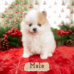 Prince - Orange parti male Pomeranian puppy in Erda, Utah from Danyells Designer Poms