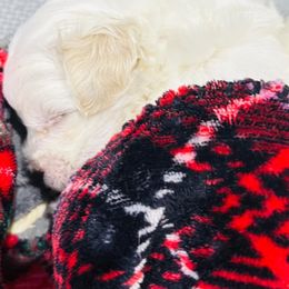 Maltese Puppies from Cheery Pups