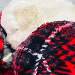 Maltese Puppies from Cheery Pups