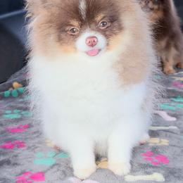 Oliver - Chocolate and tan parti male Pomeranian puppy in Coleman, Oklahoma from Pretty Poms