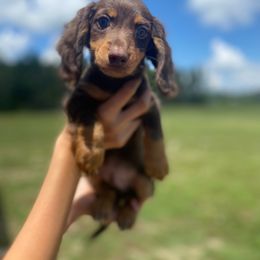 Dachshund Puppies from Suwannee River Doxies
