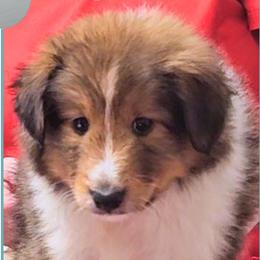 Boy 1 - Huckleberry - Sable and white male Shetland Sheepdog puppy in Elberton, Georgia from Ioney's Southern Paws Shelties, Frenchies, and Yorkies