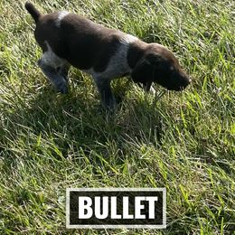 German Shorthaired Pointer Puppies from LyonHeart Kennels