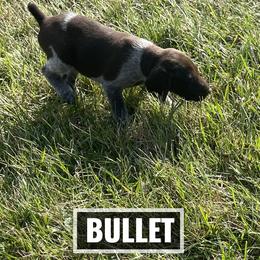 German Shorthaired Pointer Puppies from LyonHeart Kennels