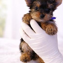 Baby Lily - Black and tan female Yorkshire Terrier puppy in Keyser, West Virginia from Bella’s Yorkies