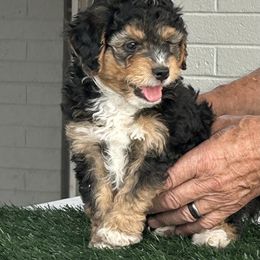 Louie - Tri-color male Bernedoodle puppy in Mesa, Arizona from R & J Doodles