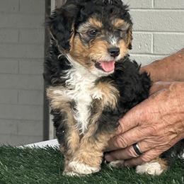 Louie - Tri-color male Bernedoodle puppy in Mesa, Arizona from R & J Doodles