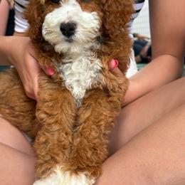 Patrick - Red  male Goldendoodle puppy in Calhoun, Georgia from Happy Top Doodles