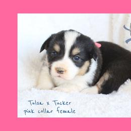 Pink.female - Black and tan female Pembroke Welsh Corgi puppy in Wayne City, Illinois from Lash Livestock & Corgis