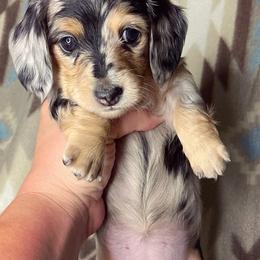 Dachshund Puppies from Rustic Dachshunds