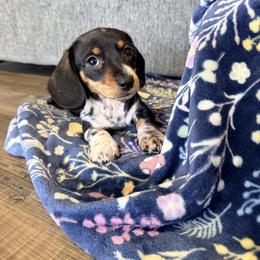 Basil - Piebald male Dachshund puppy in Crossville, Tennessee from Golden Critter Farm