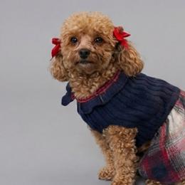 Poodles from AVCpoddles