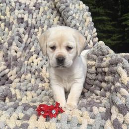Red Collar Female - Yellow female Labrador Retriever puppy in Cold Brook, New York from Tamarack Therapy Dogs