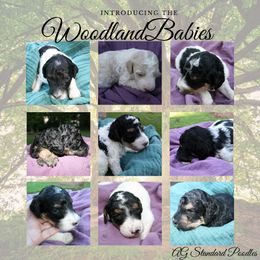 "3 weeks old" Poodle Puppies from Amazing Grace Standard Poodles