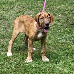 1 - Chocolate brindle Great Dane puppy in Columbia Stat, Ohio from Rocky Road Chocolate Danes