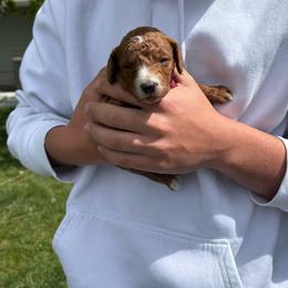 Hot pink - Red  female Poodle puppy in Pasco, Washington from Dayton Farms