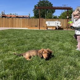 Dachshund Puppies from Ella's Mini Long Haired Dachshunds