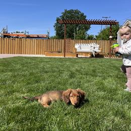 Dachshund Puppies from Ella's Mini Long Haired Dachshunds