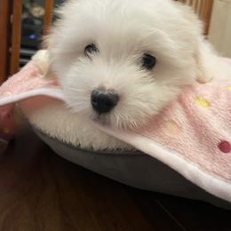 Girl 2 - female Coton de Tulear puppy in Anchorage, Alaska from Polar Pup Cotons
