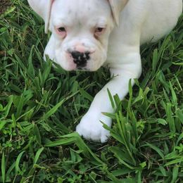 Boxer Puppies from Haus Tschiderer boxers