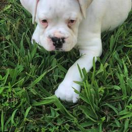 Boxer Puppies from Haus Tschiderer boxers