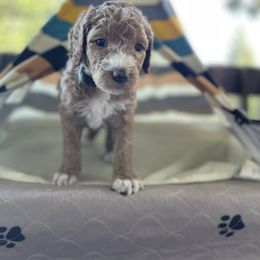 Labradoodle Puppies from Goindoodles