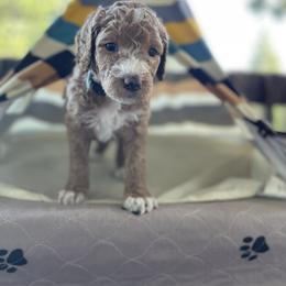 Labradoodle Puppies from Goindoodles