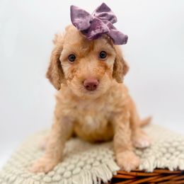 Peace - Apricot female Goldendoodle puppy in North Carolina from Tuxedo Mountain Doodles