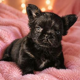 Blossom - Black female French Bulldog puppy in Maplewood, New Jersey from Poos&Bulls Keepsake