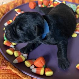 Blue collar - Black male Miniature Schnauzer puppy in Garrison, Texas from RNH Schnauzers