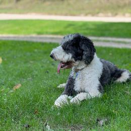 Ethel - Sheepadoodle