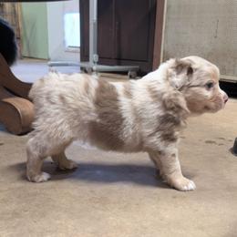 Rusty - Red merle male Miniature Australian Shepherd puppy in Crockett, Texas from Pleasant Grove Aussies