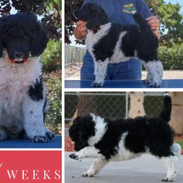 Joker - Parti male Poodle puppy in Hesperia, California from HD Poodles