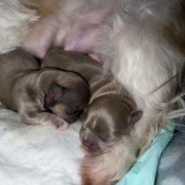 Shih Tzu Puppies from P&B Tzu Tribe