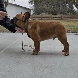 French Bulldog Puppies from Reds Frenchies