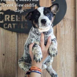 Boy 3 - Blue male Australian Cattle Dog puppy in Monroe, North Carolina from Creek View Cattle Dogs